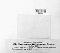 Epicoccum duriaeanum image